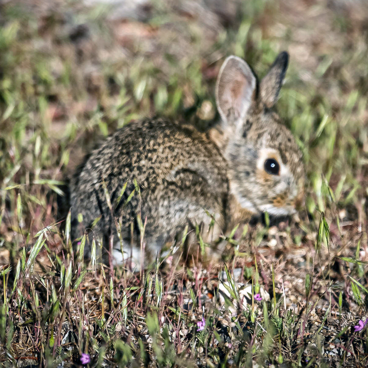 Айдахский кролик (Brachylagus idahoensis) Фото №8