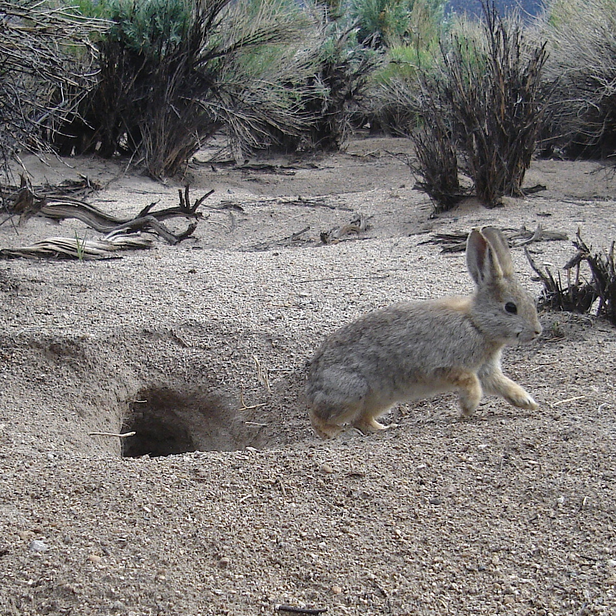 Айдахский кролик (Brachylagus idahoensis) Фото №9
