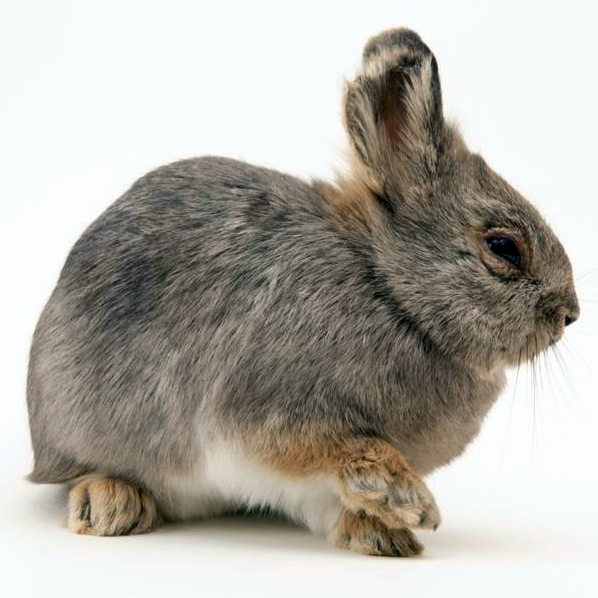 Айдахский кролик (Brachylagus idahoensis) Фото №1