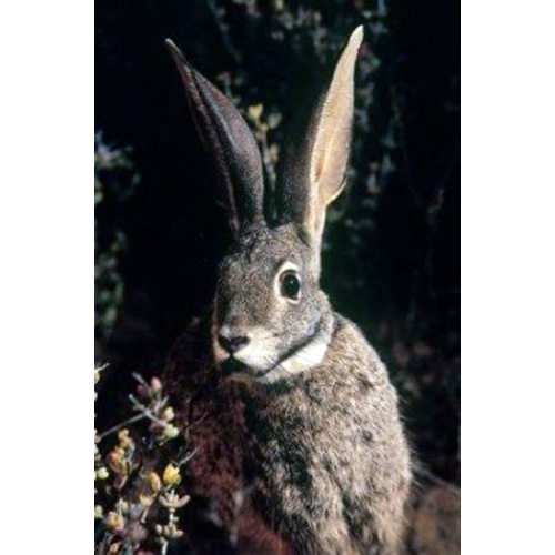 Бушменов заяц (Bunolagus monticularis) Фото №10