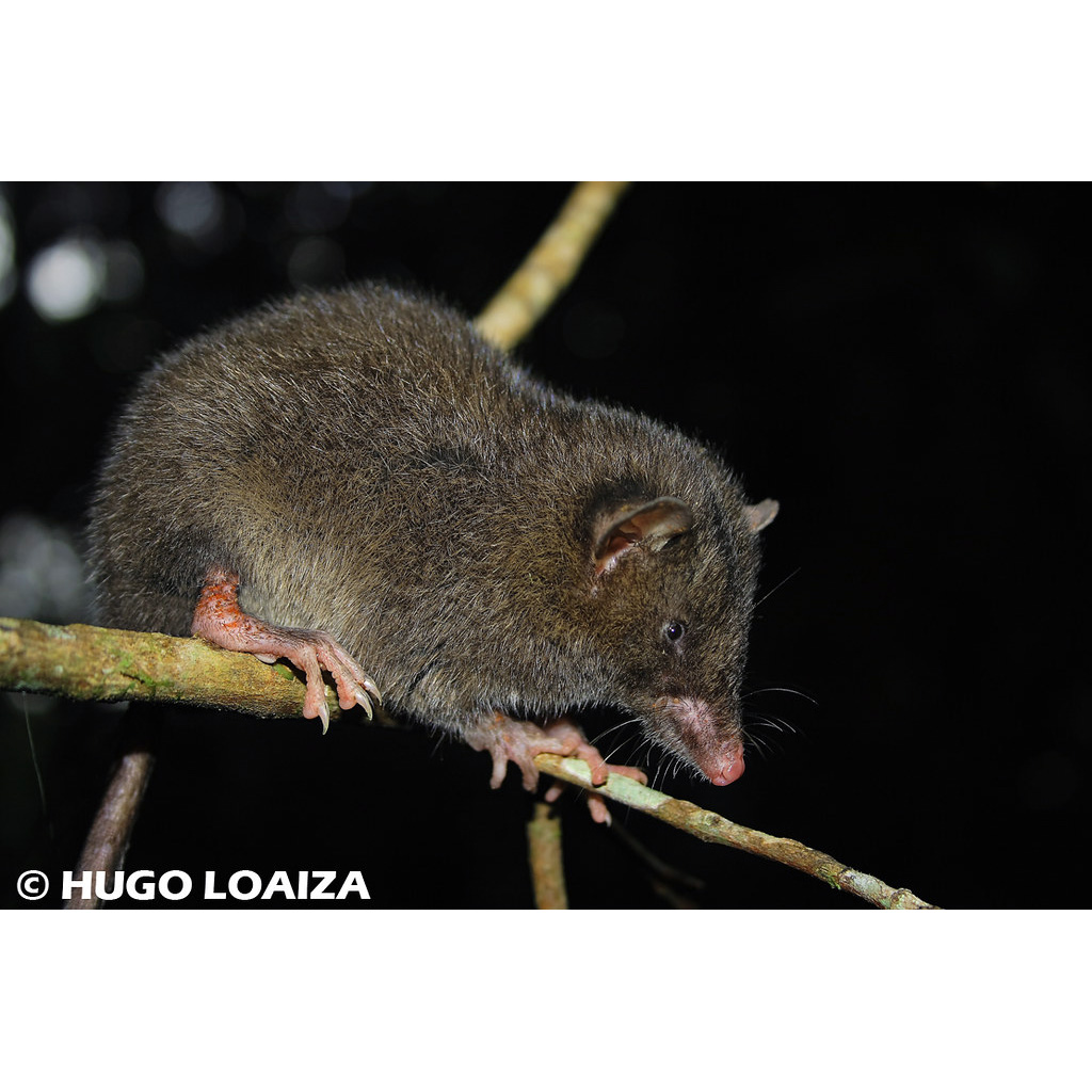 Эквадорский ценолест (Caenolestes fuliginosus) Фото №3