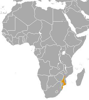 Calcochloris obtusirostris Ареал обитания на карте