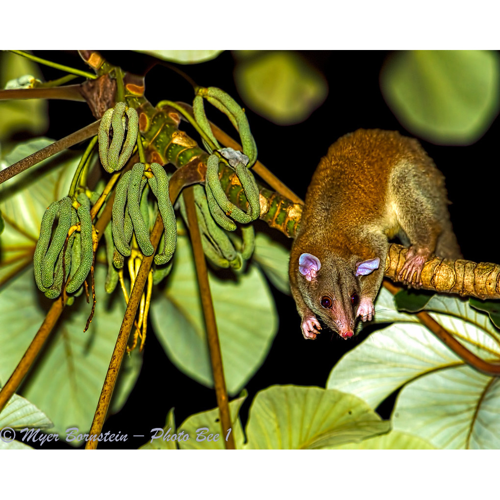 Центральноамериканский пушистый опоссум (Caluromys derbianus) Фото №7