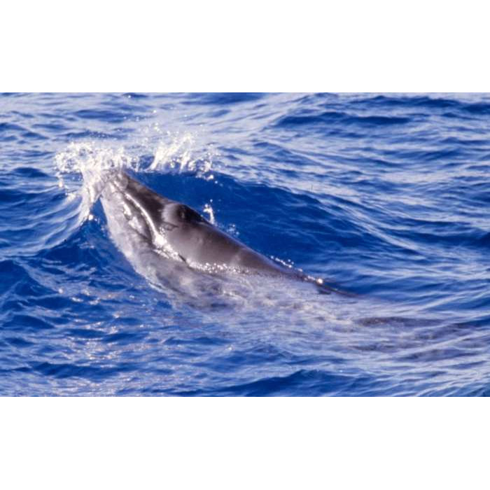 Карликовый гладкий кит (Caperea marginata) Фото №2