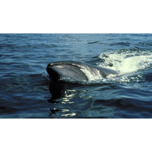 Карликовый гладкий кит (Caperea marginata) Фото №3