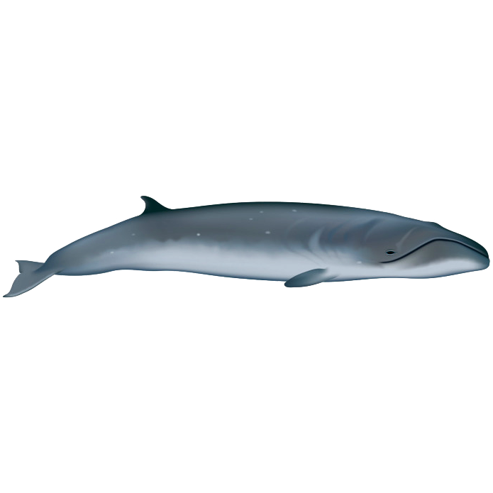 Карликовый гладкий кит (Caperea marginata) Фото №1