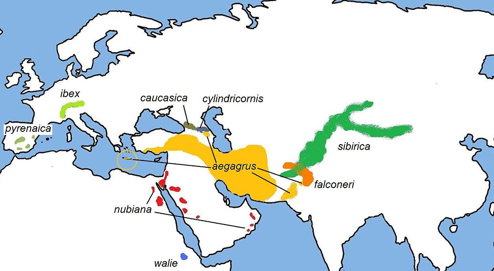 Capra caucasica Ареал обитания на карте