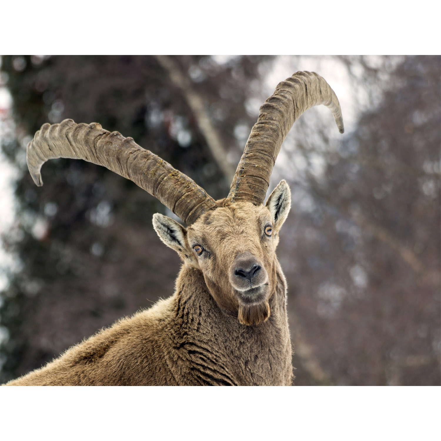 Capra ibex Фото №10