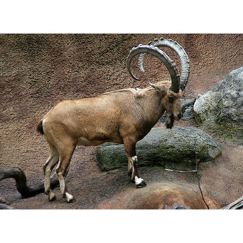 Capra ibex Фото №2