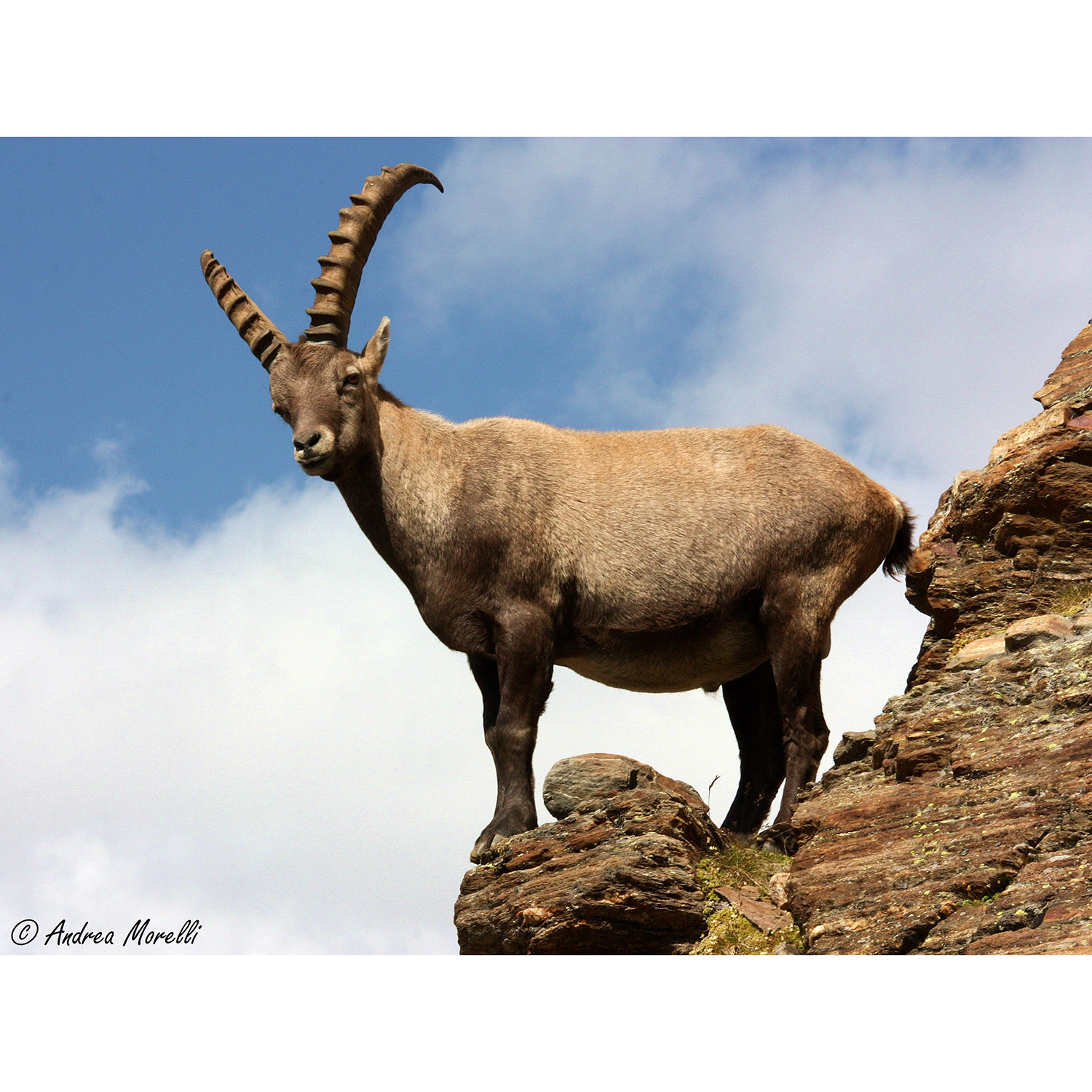 Capra ibex Фото №4