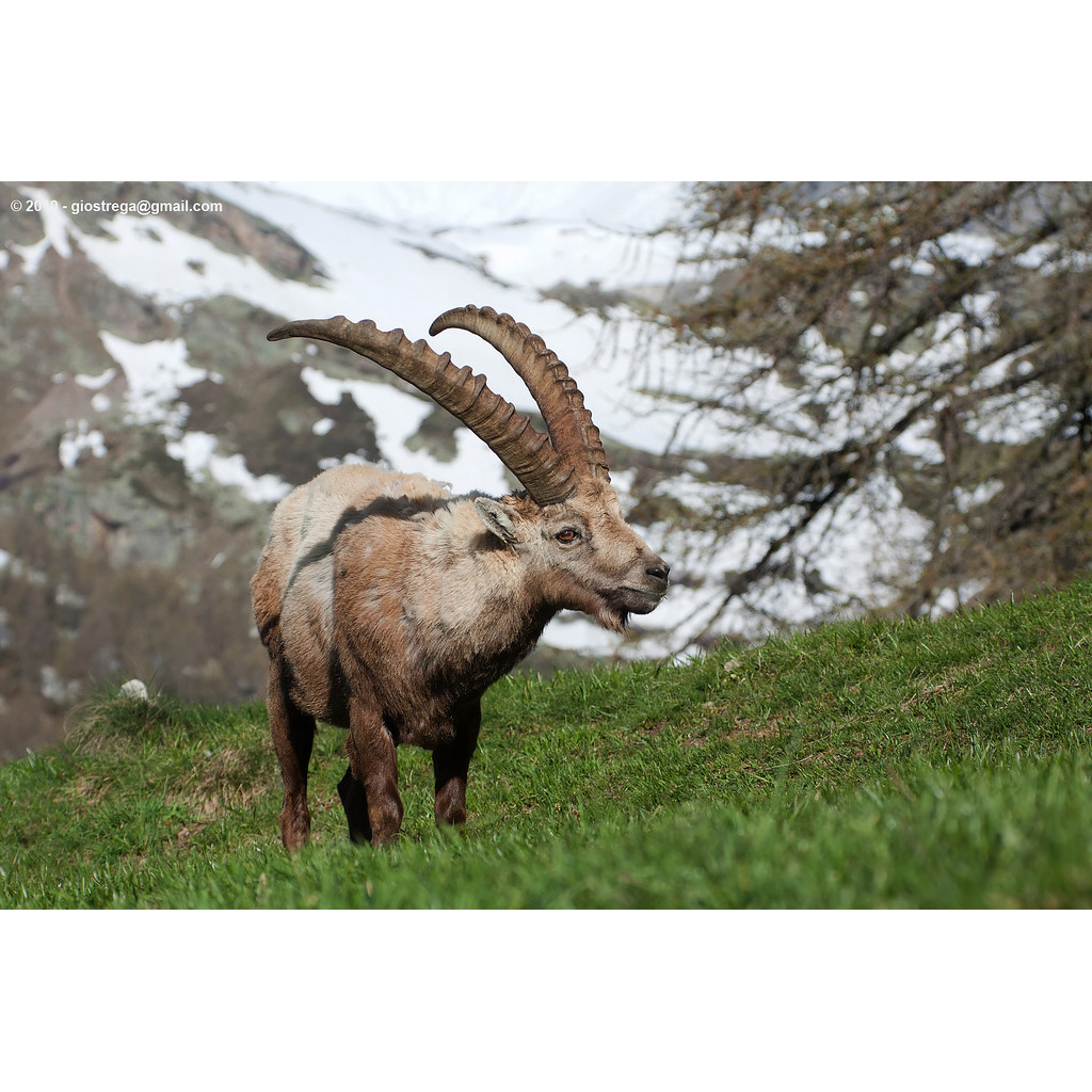 Capra ibex Фото №6
