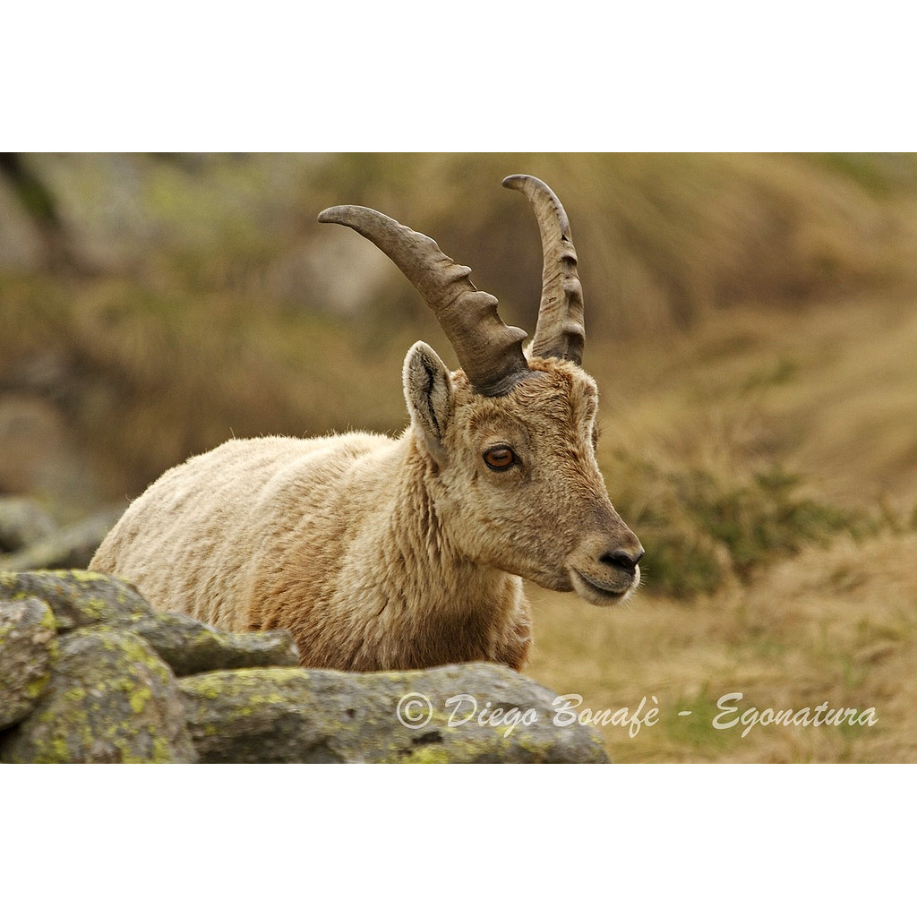 Capra ibex Фото №8
