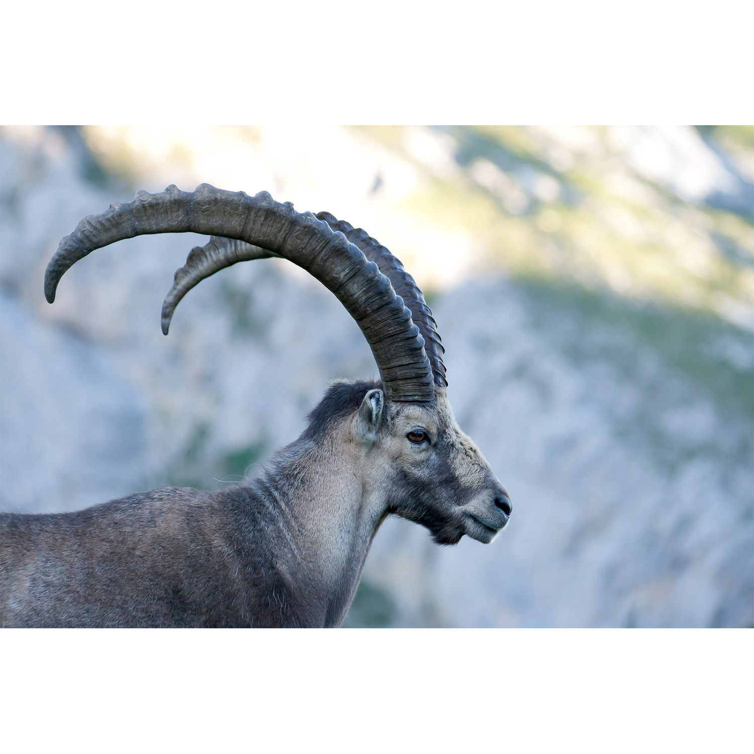 Capra ibex Фото №9