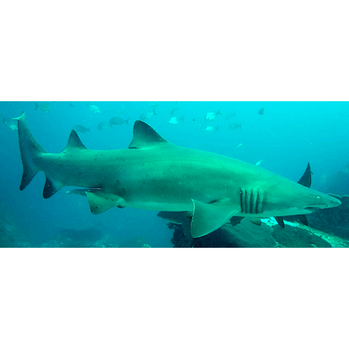  Род Тигровые песчаные акулы  фото