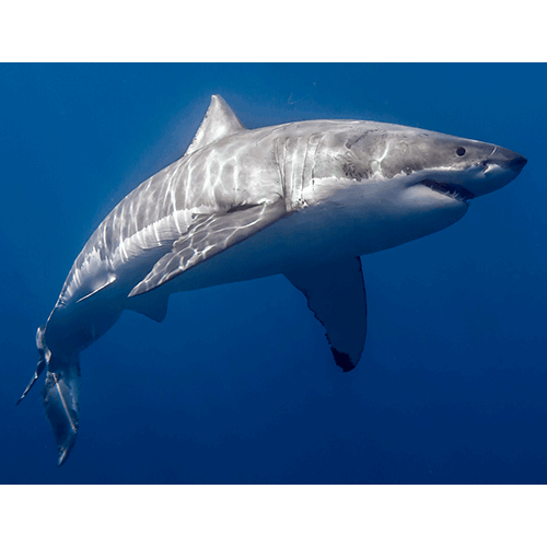  Род Белые акулы / Акулы-людоеды  фото