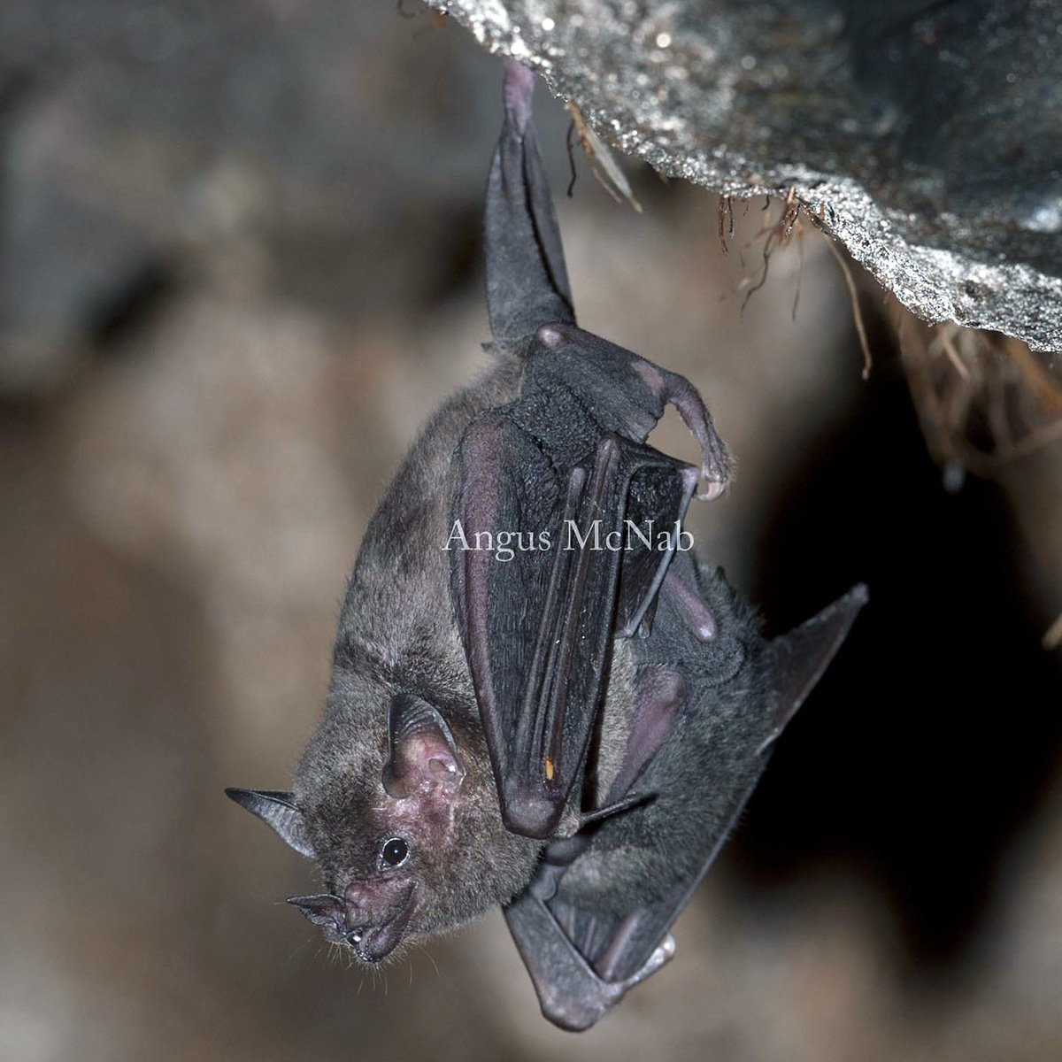 Sowell's Short-tailed Bat (Carollia sowelli) Фото №2