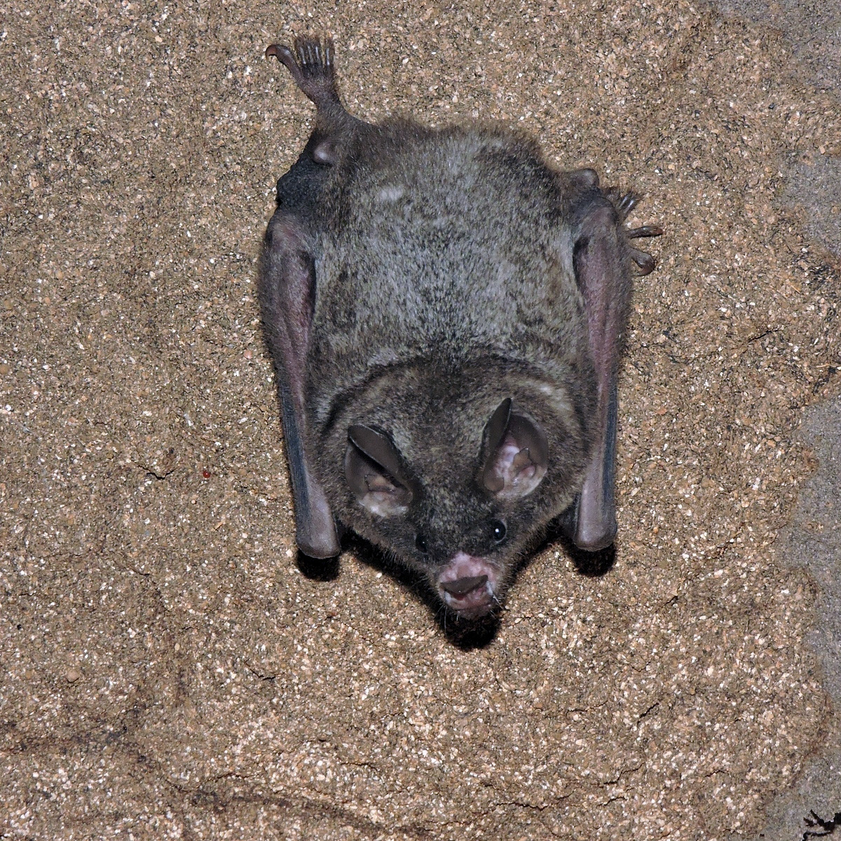 Sowell's Short-tailed Bat (Carollia sowelli) Фото №3