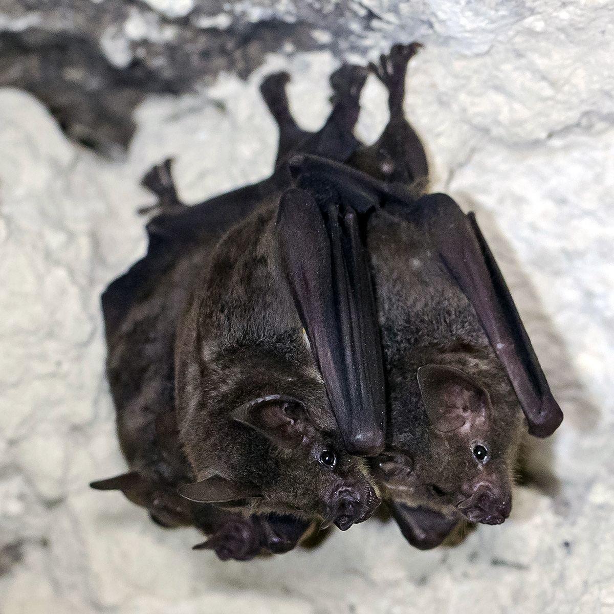 Sowell's Short-tailed Bat (Carollia sowelli) Фото №4