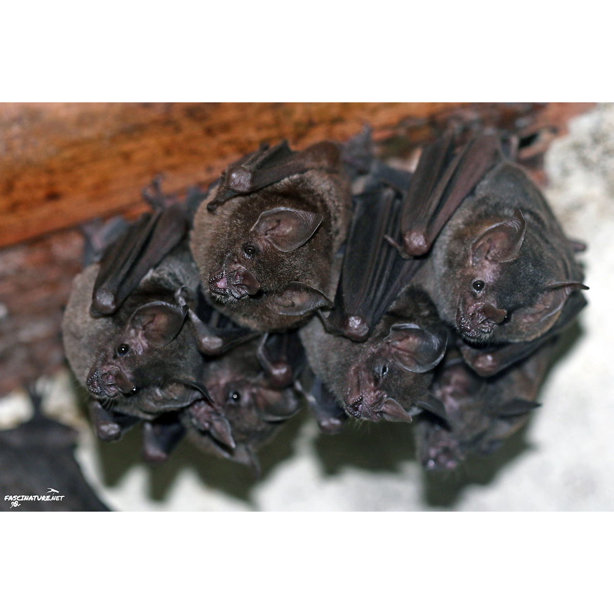 Sowell's Short-tailed Bat (Carollia sowelli) Фото №6