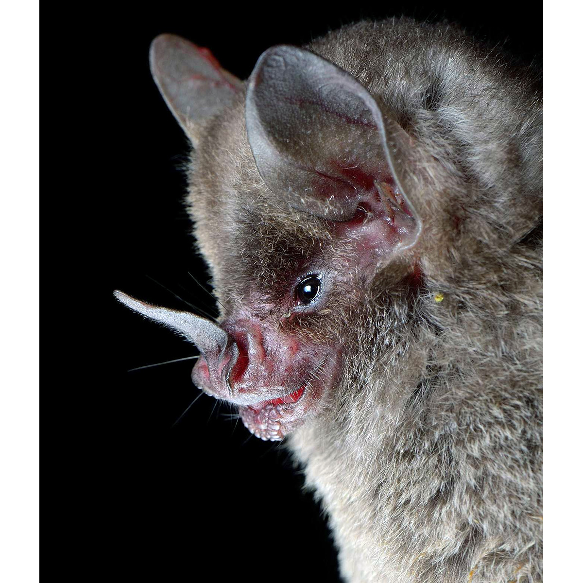 Sowell's Short-tailed Bat (Carollia sowelli) Фото №7
