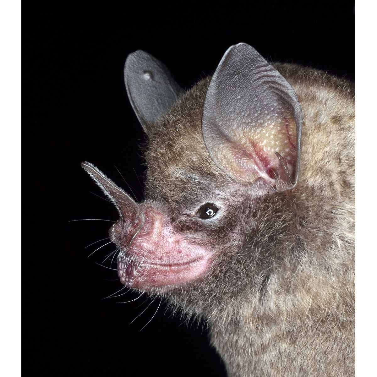 Sowell's Short-tailed Bat (Carollia sowelli) Фото №8
