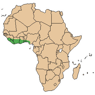 Cephalophus niger Ареал обитания на карте