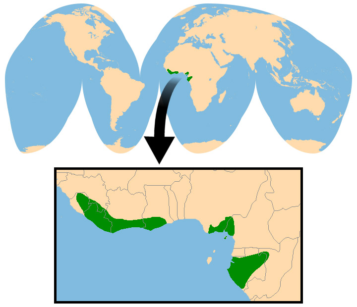 Cephalophus ogilbyi Ареал обитания на карте