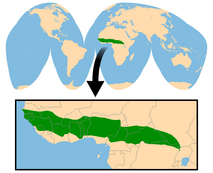 Cephalophus rufilatus Ареал обитания на карте