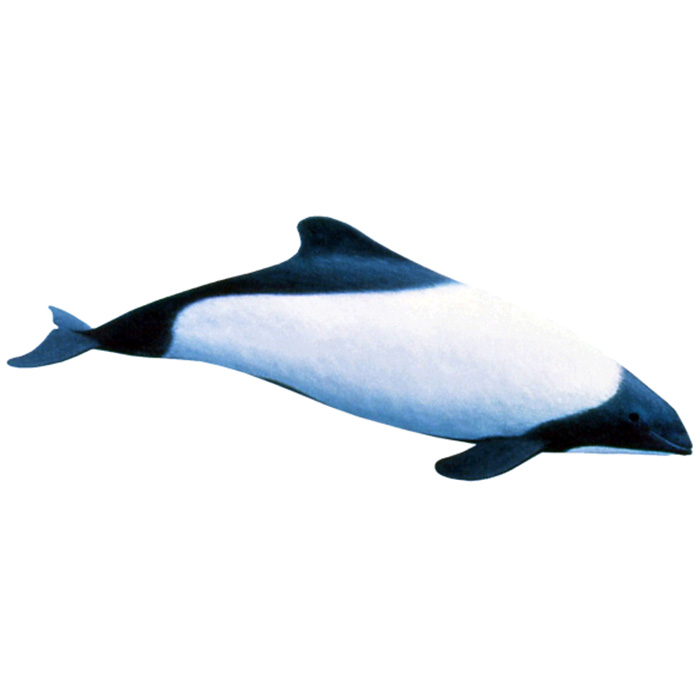 Дельфин Коммерсона (Cephalorhynchus commersonii) Фото №1