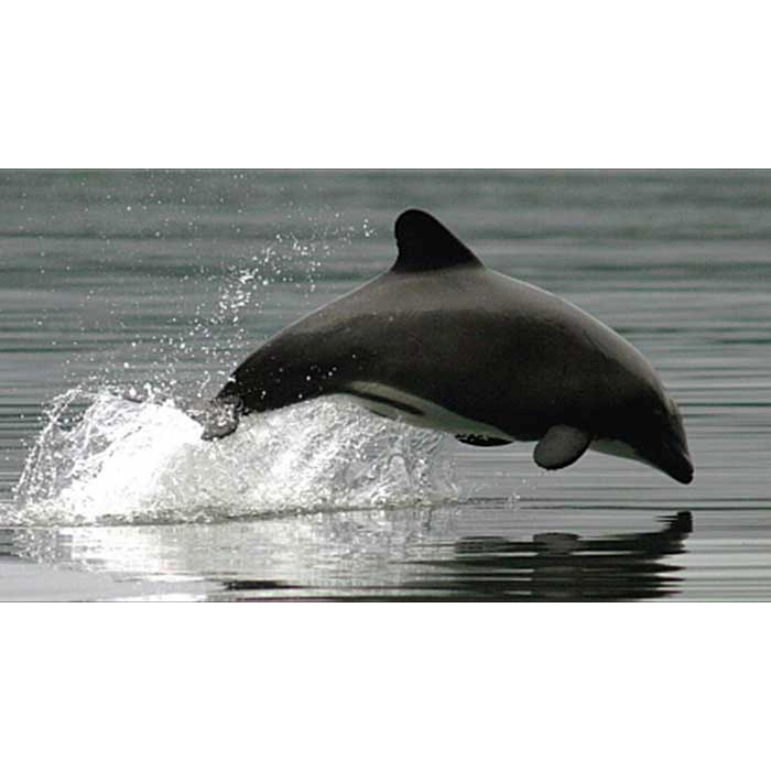 Белобрюхий дельфин (Cephalorhynchus eutropia) Фото №2