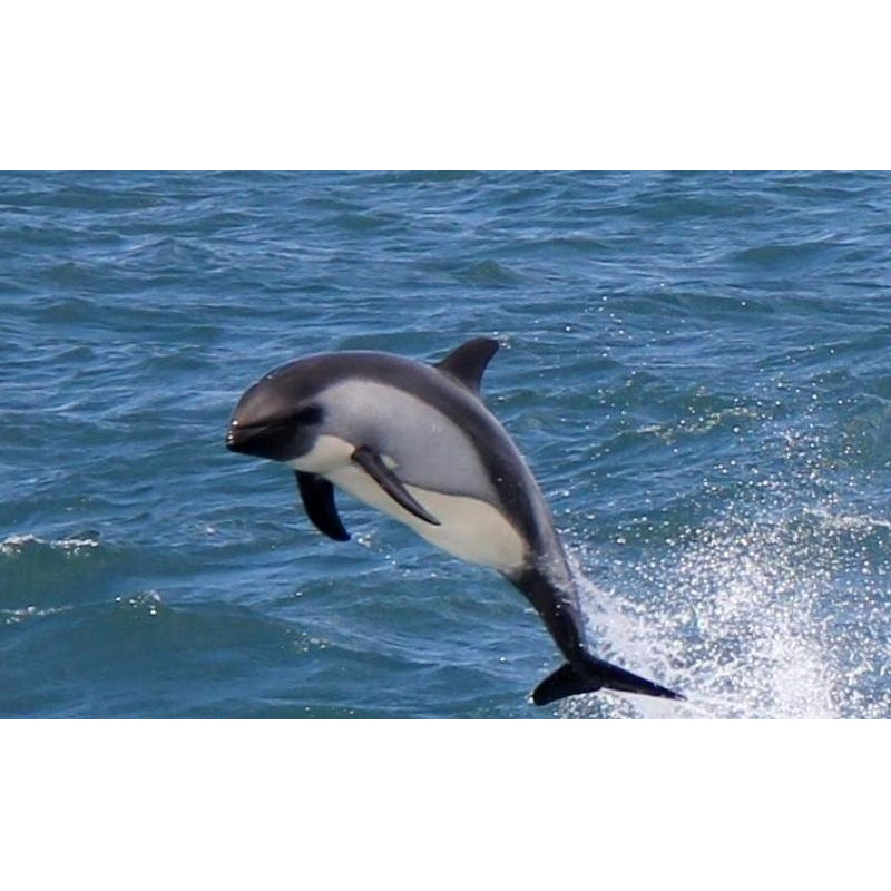 Белобрюхий дельфин (Cephalorhynchus eutropia) Фото №4