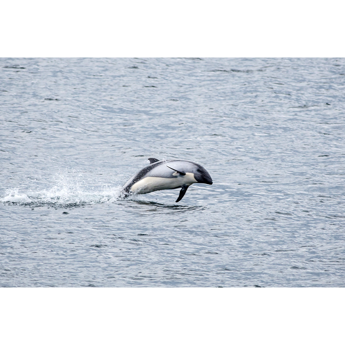 Белобрюхий дельфин (Cephalorhynchus eutropia) Фото №5