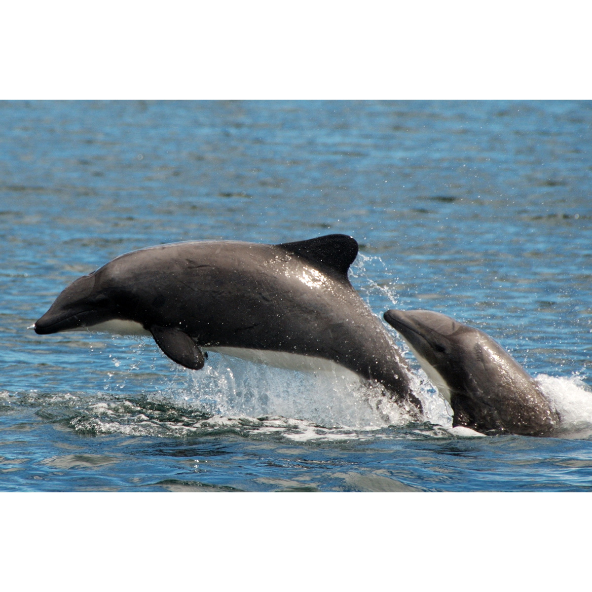 Белобрюхий дельфин (Cephalorhynchus eutropia) Фото №6