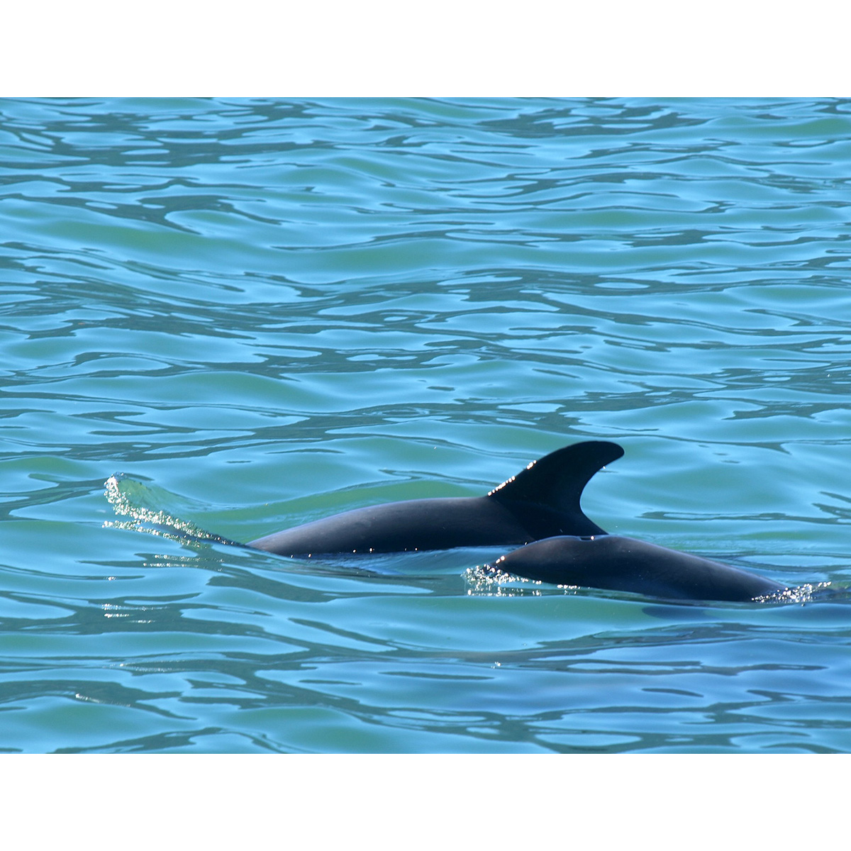 Белобрюхий дельфин (Cephalorhynchus eutropia) Фото №7