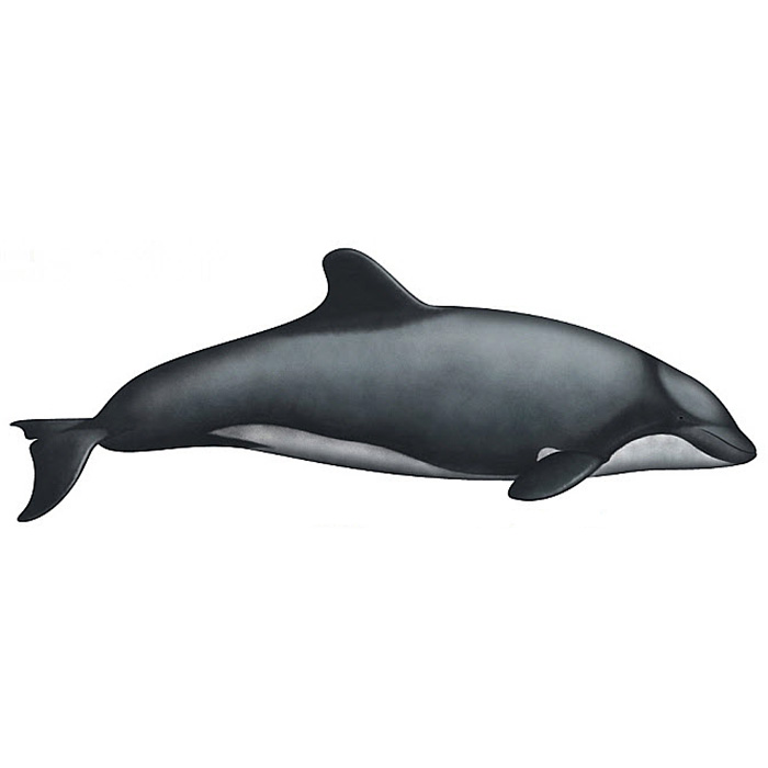 Белобрюхий дельфин (Cephalorhynchus eutropia) Фото №1