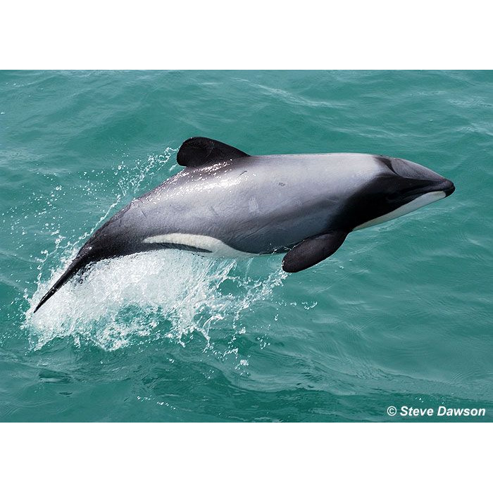 Дельфин Гектора (Cephalorhynchus hectori) Фото №3