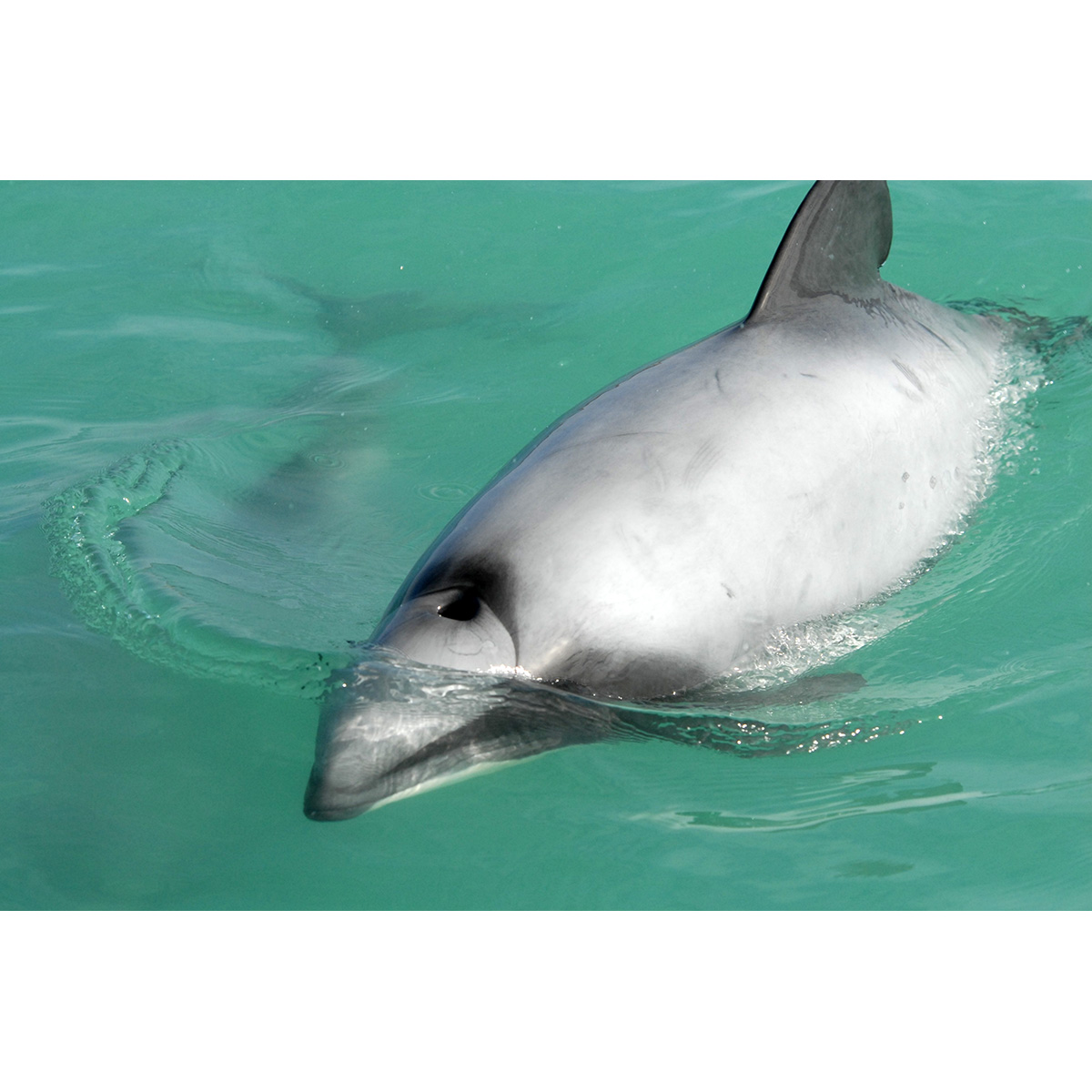 Дельфин Гектора (Cephalorhynchus hectori) Фото №7