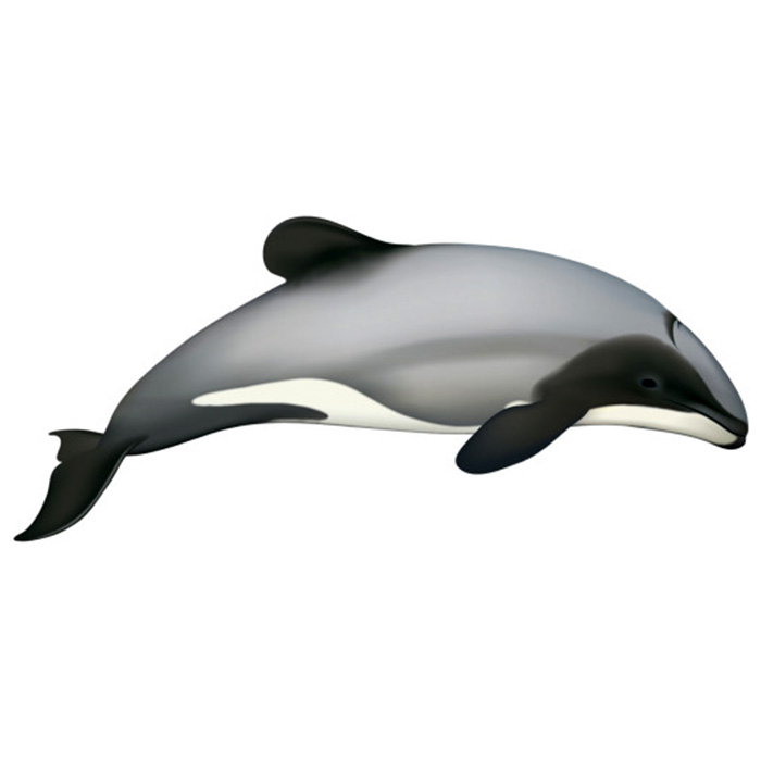Дельфин Гектора (Cephalorhynchus hectori) Фото №1