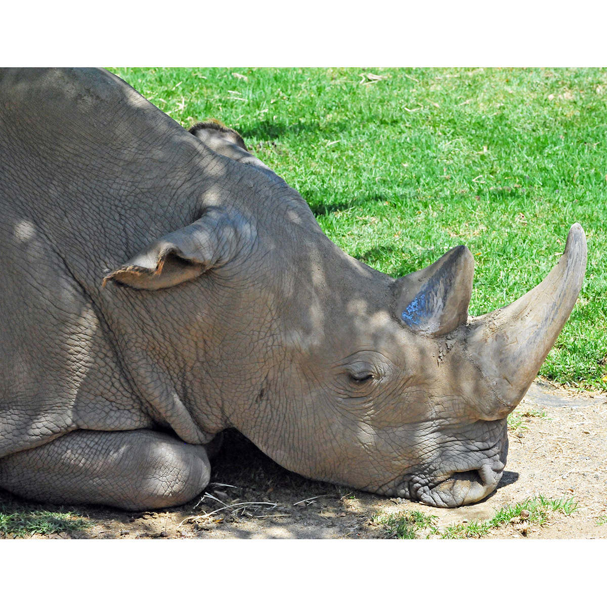 Северный белый носорог (Ceratotherium cottoni) Фото №10