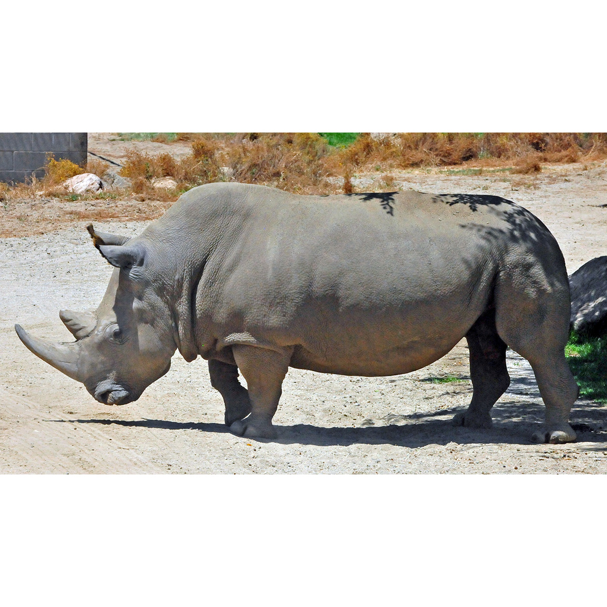 Северный белый носорог (Ceratotherium cottoni) Фото №2