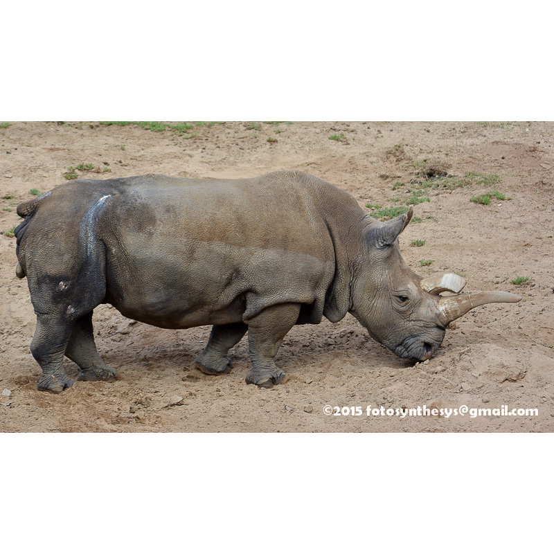 Северный белый носорог (Ceratotherium cottoni) Фото №3