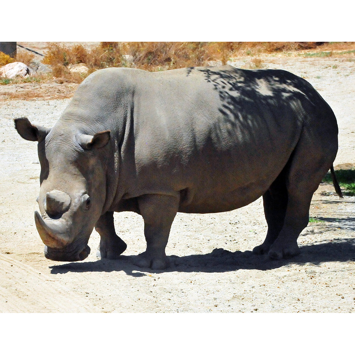 Северный белый носорог (Ceratotherium cottoni) Фото №4