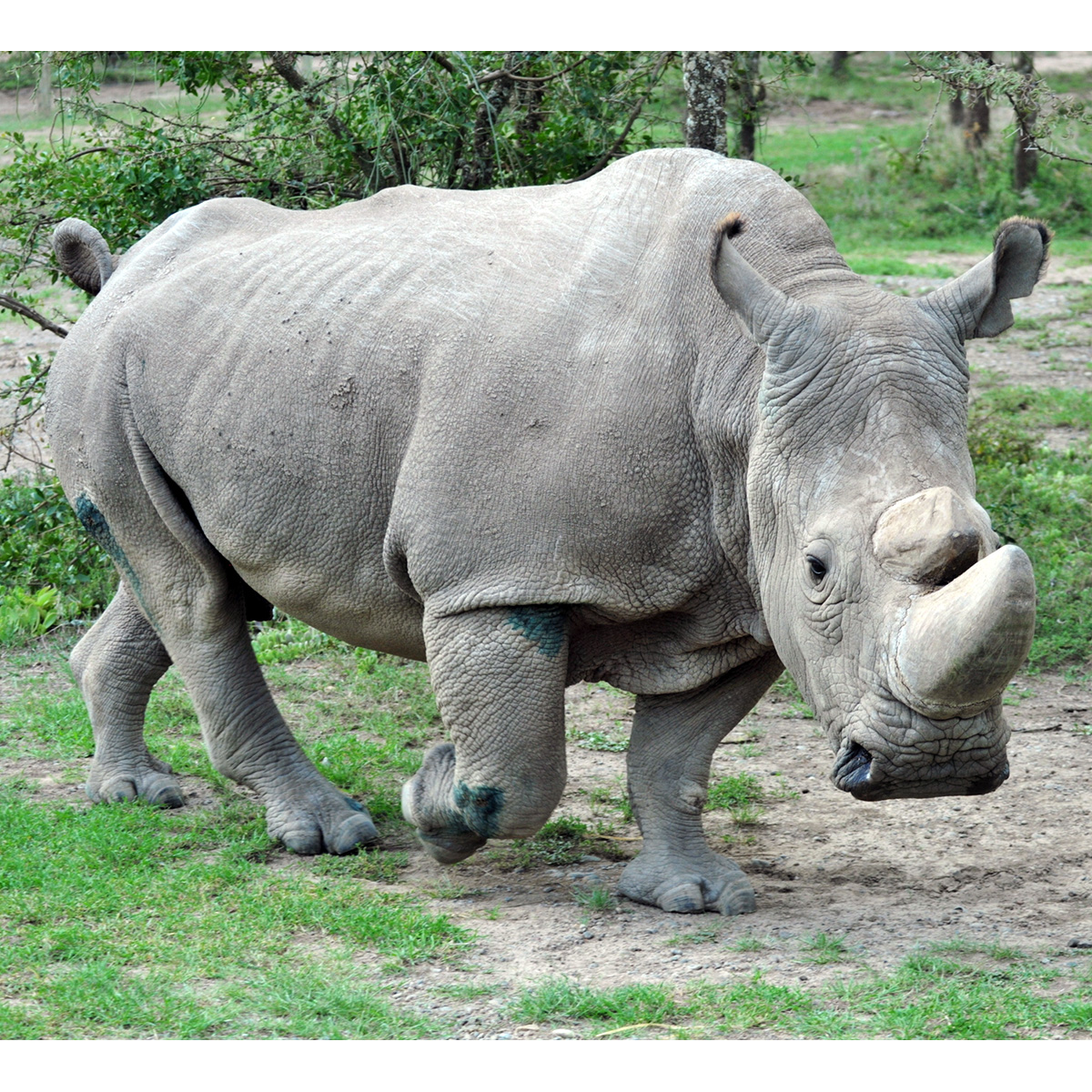 Северный белый носорог (Ceratotherium cottoni) Фото №5