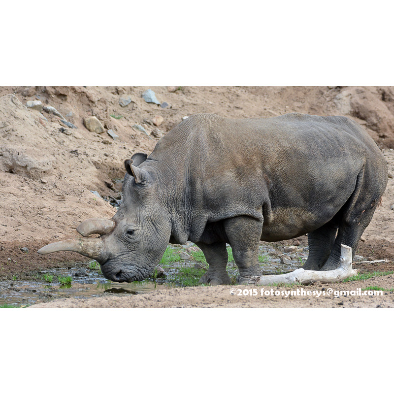 Северный белый носорог (Ceratotherium cottoni) Фото №6