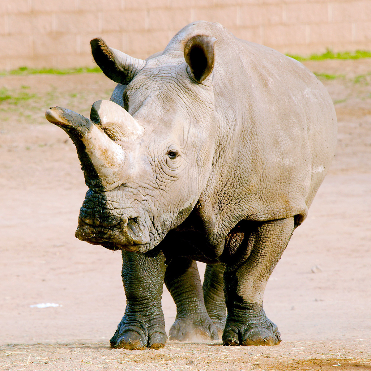 Северный белый носорог (Ceratotherium cottoni) Фото №7