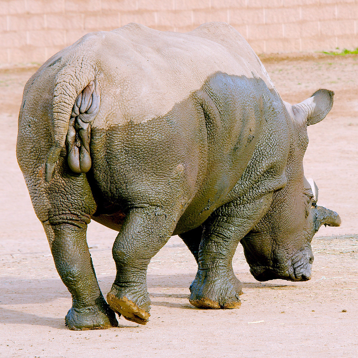 Северный белый носорог (Ceratotherium cottoni) Фото №8