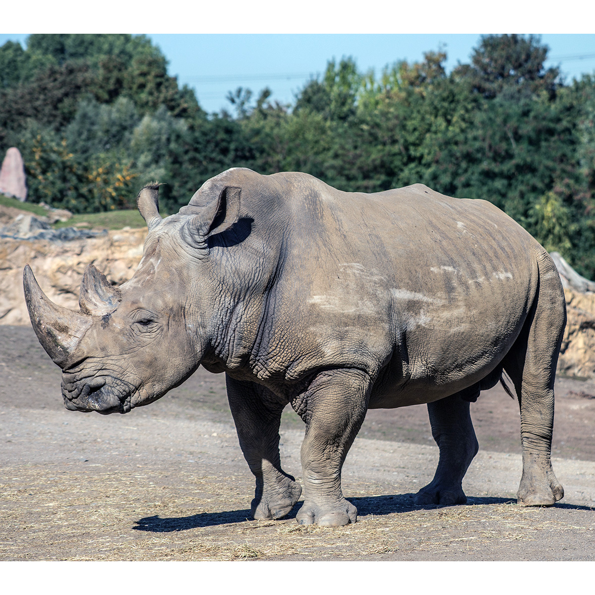 Южный белый носорог (Ceratotherium simum) Фото №2