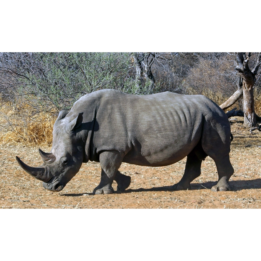 Южный белый носорог (Ceratotherium simum) Фото №4