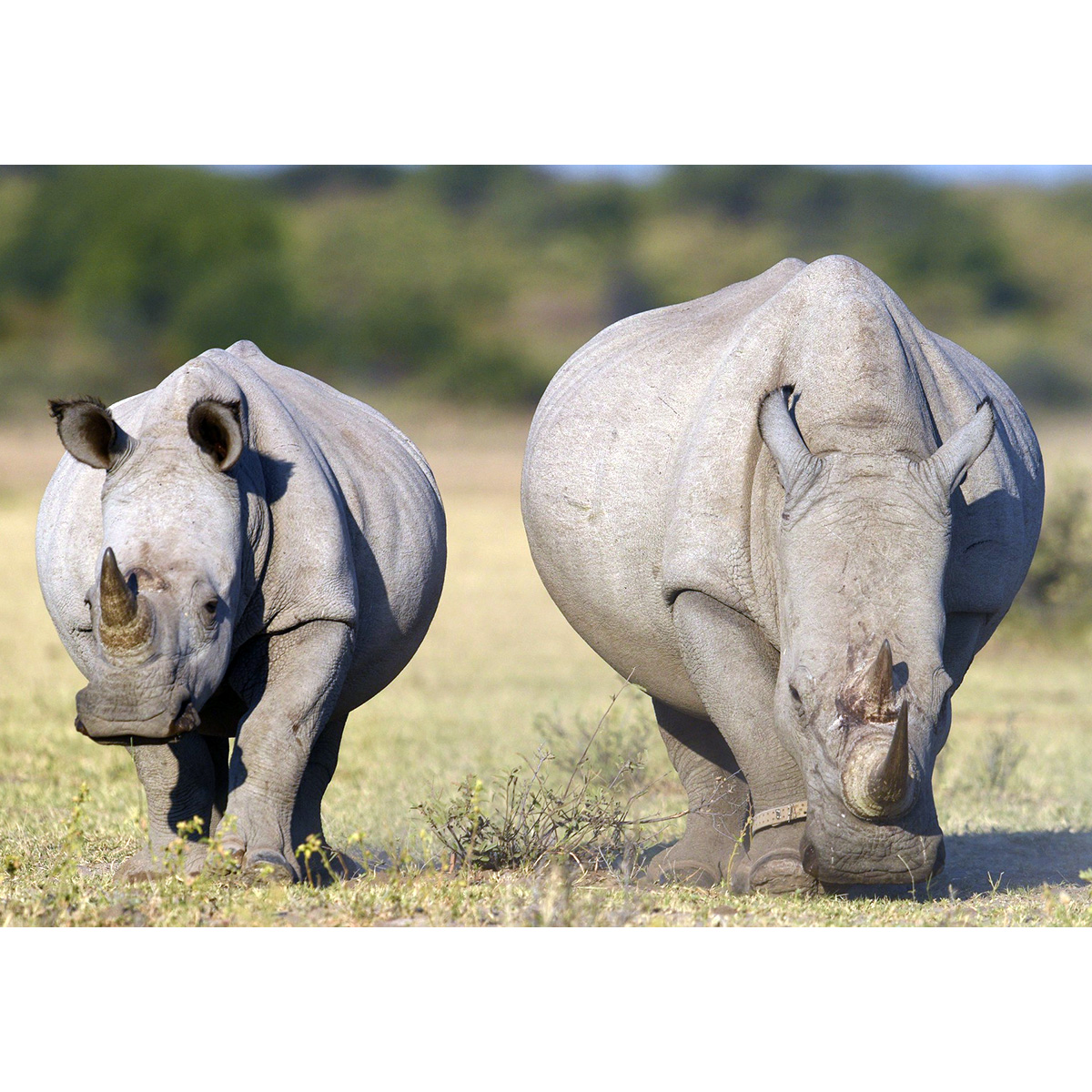 Южный белый носорог (Ceratotherium simum) Фото №5