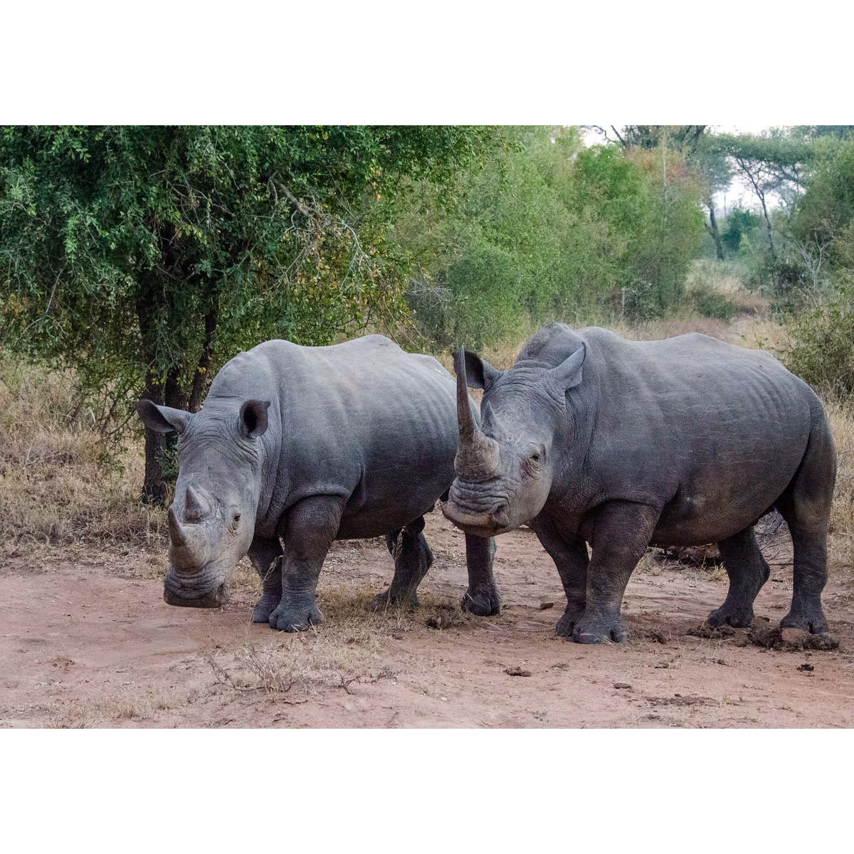 Южный белый носорог (Ceratotherium simum) Фото №7